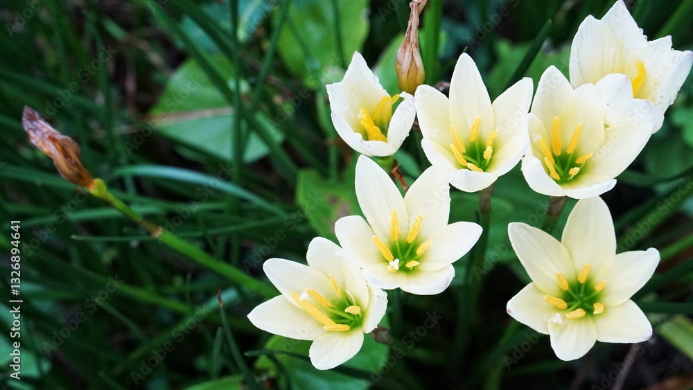 Close up Kembang Cokelat (Zephyranthes candida) Close up Kembang Cokelat (Zephyranthes candida)
