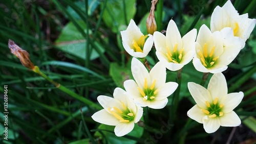 Close up Kembang Cokelat (Zephyranthes candida)