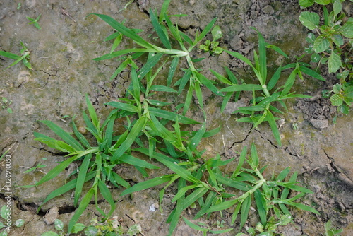 A patch of Indian goosegrass is growing on the dry cracked soil 
