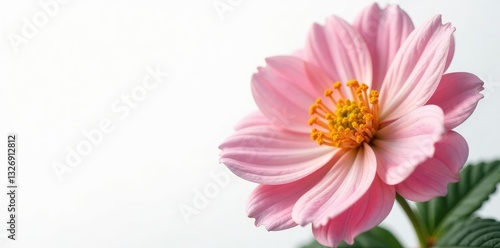 Delicate flower petals with intricate details on a white background, foliage, flower