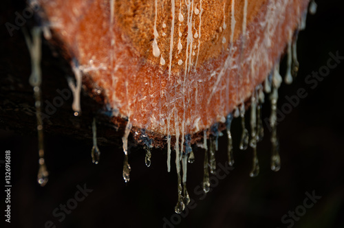 Bilde på lerret Detailed view of stacked tree logs with visible resin dripping under sunlight, emphasizing natural patterns and textures