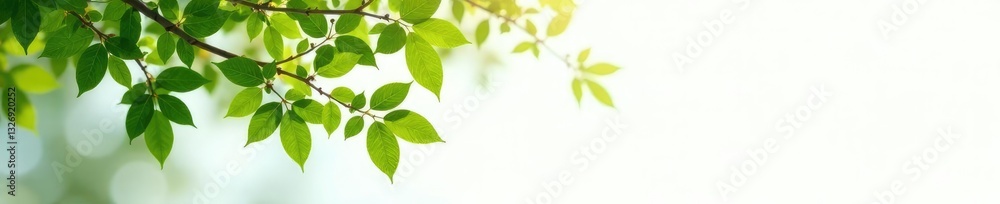 Isolated tree branches on white background with soft focus effect, white, foliage, isolated Isolated tree branches on white background with soft focus effect, white, foliage, isolated