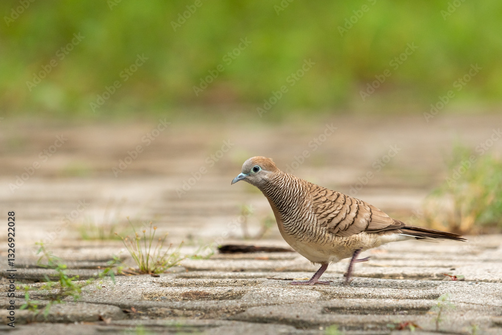 Zebra dove (Geopelia striata) walking on the concrete ground while searching for food in La Union, Philippines Zebra dove (Geopelia striata) walking on the concrete ground while searching for food in La Union, Philippines