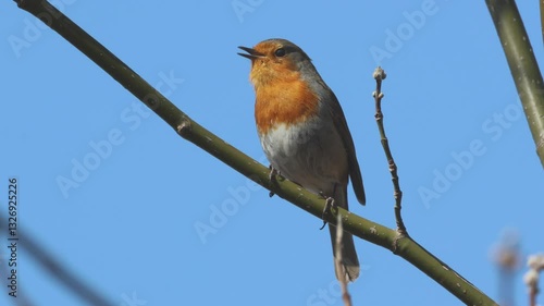 A male European robin sits on a thin branch and sings its song toward the camera lens on a sunny spring day.