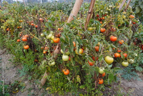 Several tomatoes on the plants, the plants getting dried 