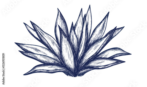Blue Agave Plant Ink Sketch Vector for Tequila Ingredients and Mexican Culture Illustration