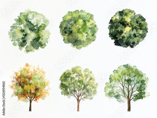 Watercolor illustration of tree top view for landscape plan and architecture layout