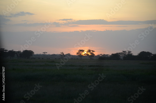 Wallpaper Mural sunset over the savannah Torontodigital.ca