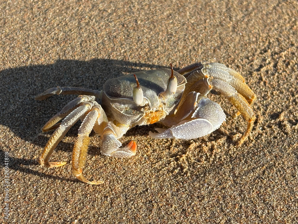 Crab with long eyestalks and detailed textured claws sitting on a sunlit sandy beach, casting a sharp shadow. Crab with long eyestalks and detailed textured claws sitting on a sunlit sandy beach, casting a sharp shadow.