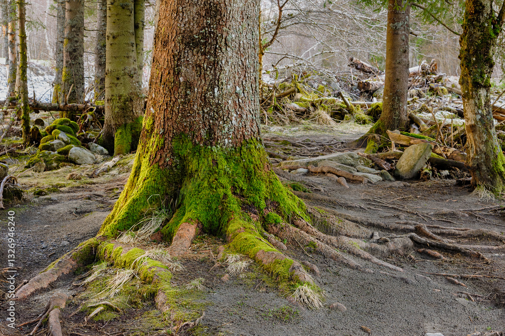 A large tree stands prominently with vibrant green moss covering its roots amid a serene forest in the early morning light. A large tree stands prominently with vibrant green moss covering its roots amid a serene forest in the early morning light.