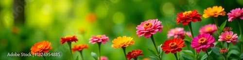 Wallpaper Mural Vibrant zinnia flowers on lush green background, summer floral backdrop, flowers, summer Torontodigital.ca