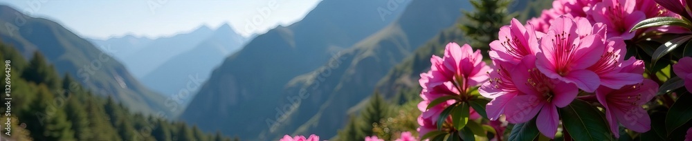 Fototapeta premium Vibrant pink rhododendron flowers bloom against a rocky mountain backdrop, backdrop, flowers