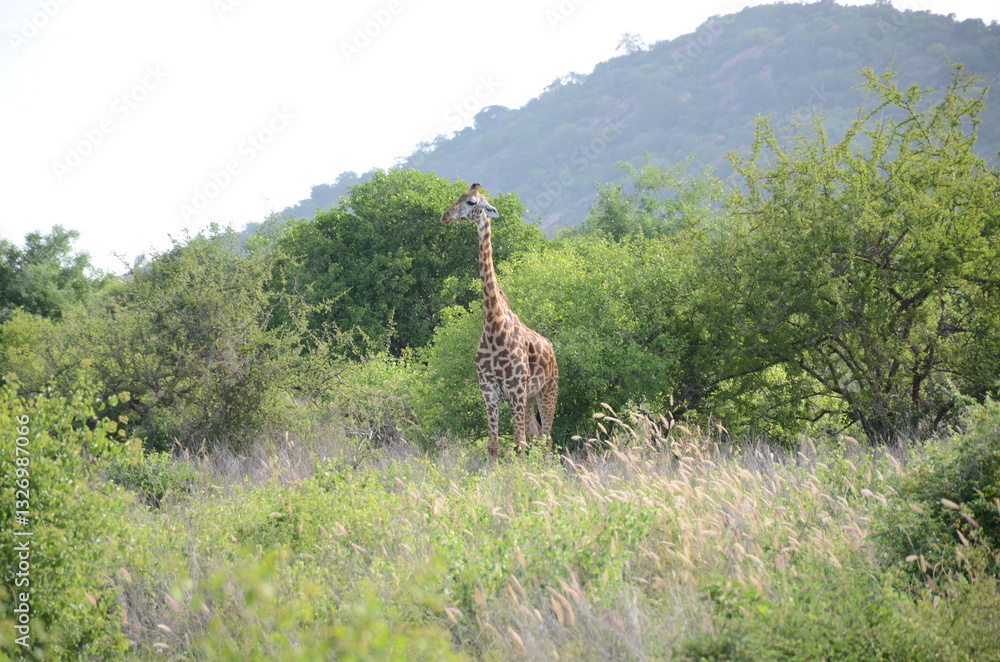 Fototapeta premium Giraffe