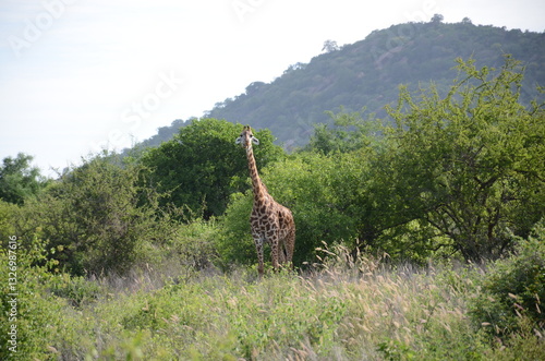 Canvas Print Giraffe