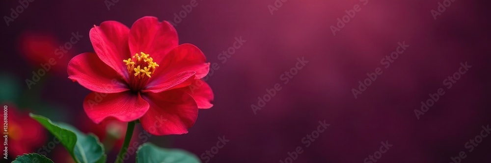 Fototapeta premium Vibrant red portulaca blooms against deep purple , background, vibrant