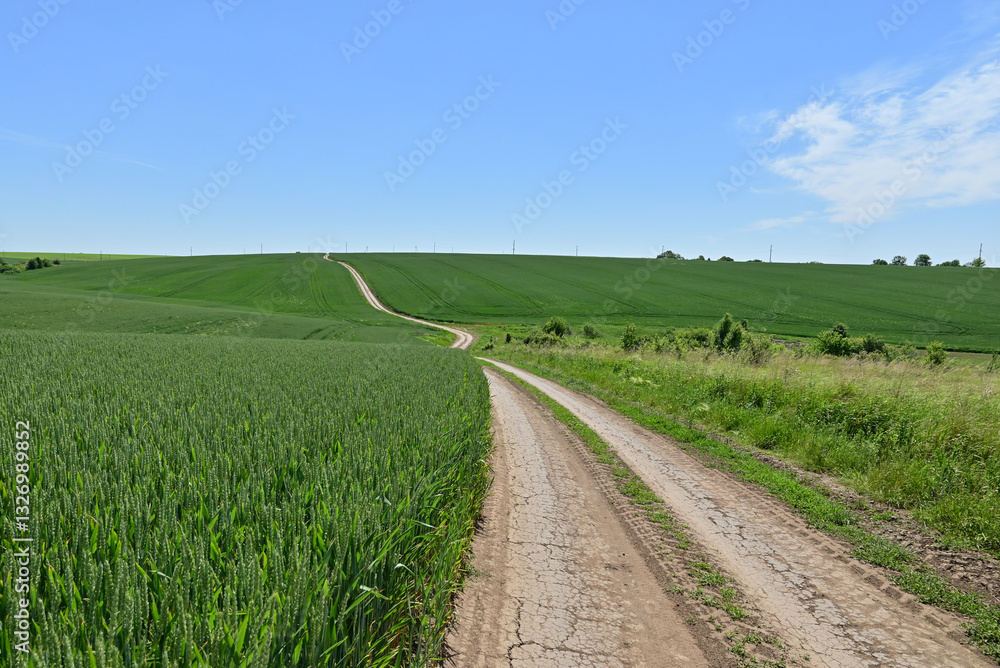A vast, endless green wheat field stretching as far as the eye can see, bathed in natural light. A vast, endless green wheat field stretching as far as the eye can see, bathed in natural light.