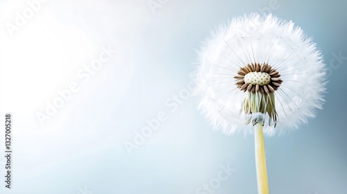 Wallpaper Mural Closeup of a dandelion puff ball with delicate seeds against a soft blue background capturing nature's beauty : Generative AI Torontodigital.ca