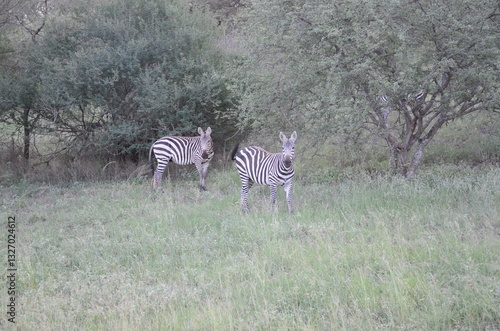 zebra in the wild