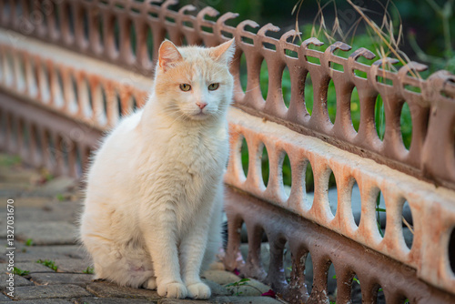 Cuadro en lienzo Close-up of a Turkish Van cat sitting in a courtyard on a summer day