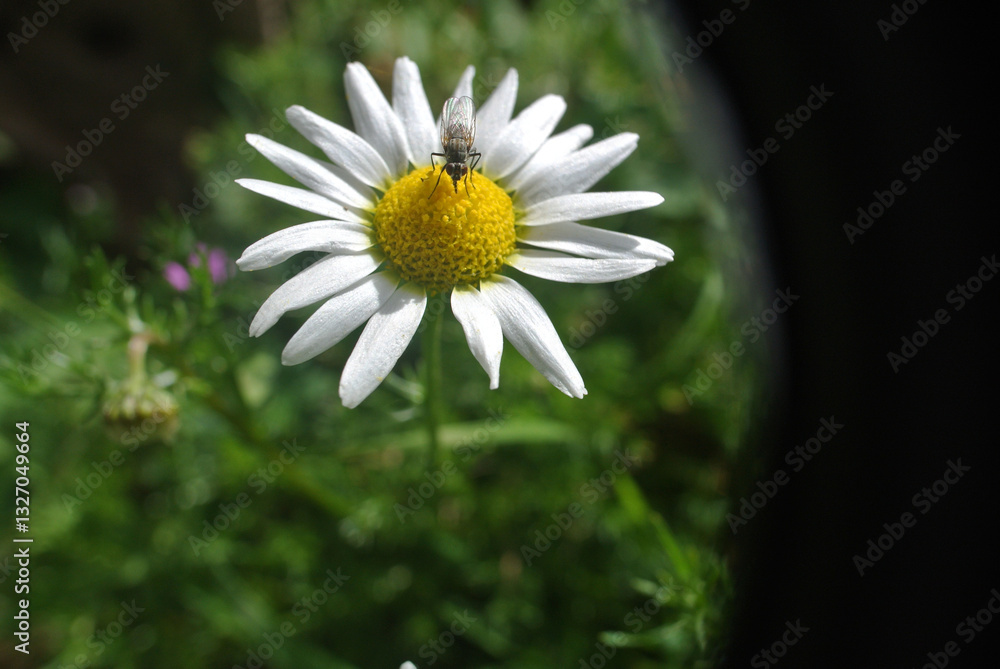 Obraz premium Giardino