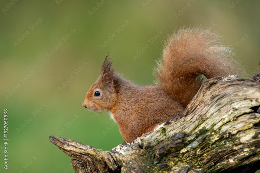 Red Squirrel (Sciurus vulgaris) Red Squirrel (Sciurus vulgaris)