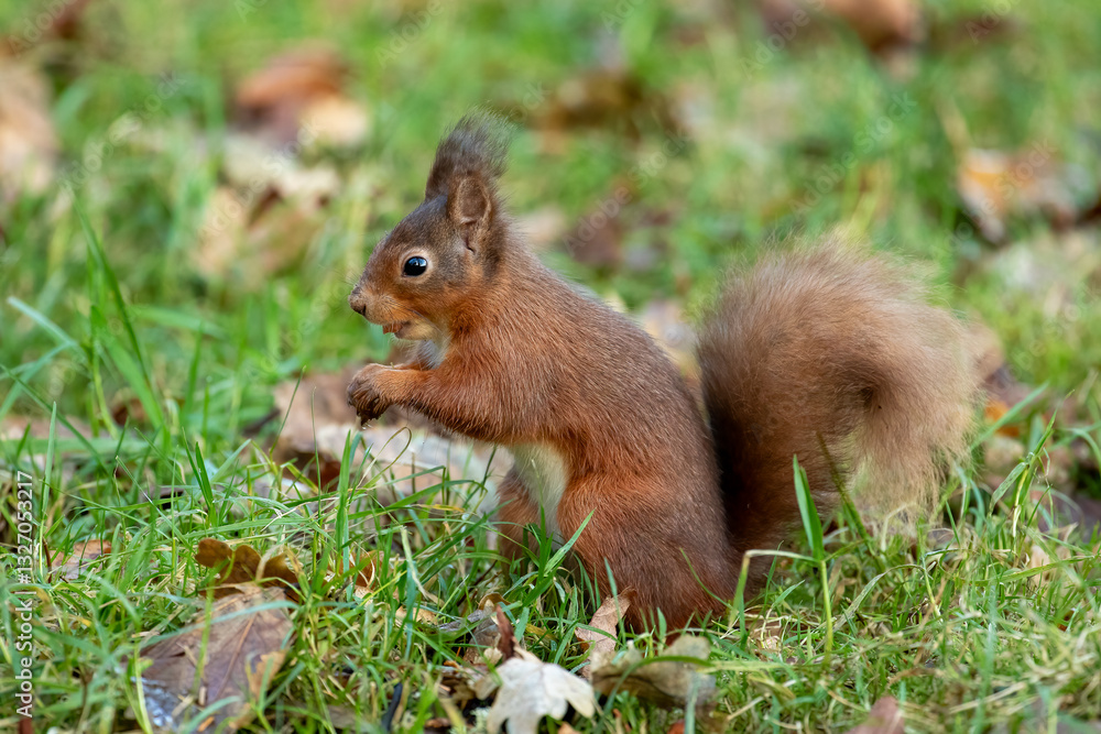 Red Squirrel (Sciurus vulgaris) Red Squirrel (Sciurus vulgaris)
