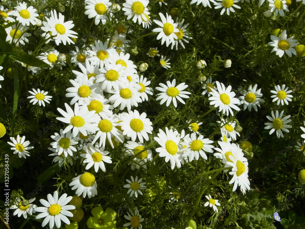 Fototapeta premium Giardino