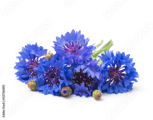  blue flowers of a cornflower, isolated on a white background. Selective focus

