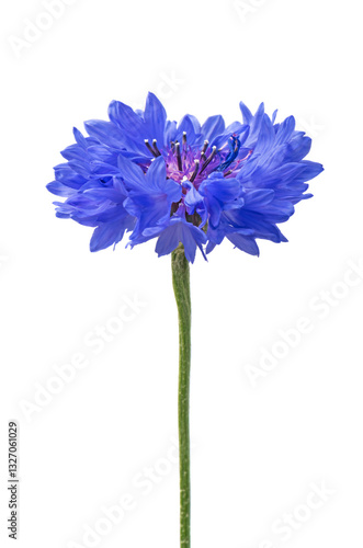 Beautiful blue cornflower isolated on white background. 
