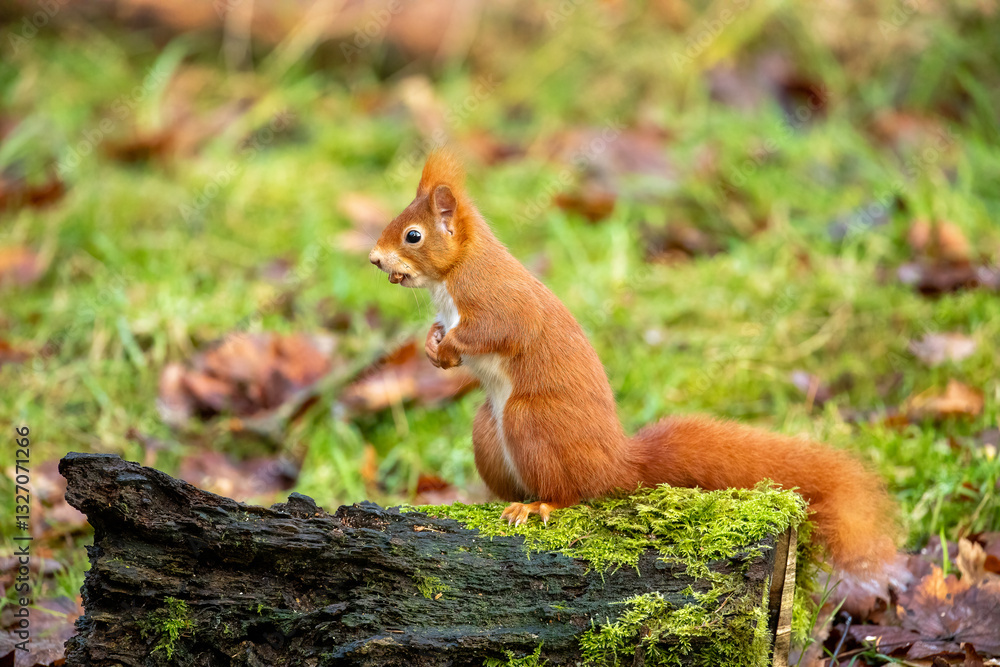 Red Squirrel (Sciurus vulgaris) Red Squirrel (Sciurus vulgaris)