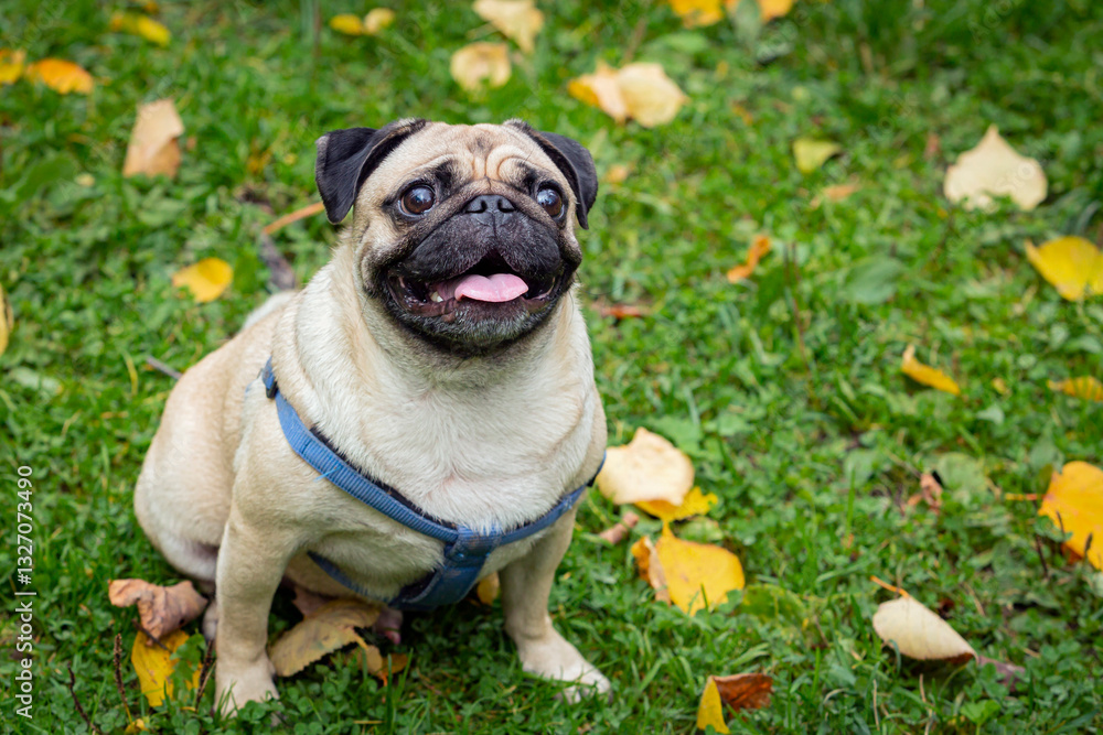 Portrait of a pug in an autumn park against a background of yellow leaves and green grass Portrait of a pug in an autumn park against a background of yellow leaves and green grass