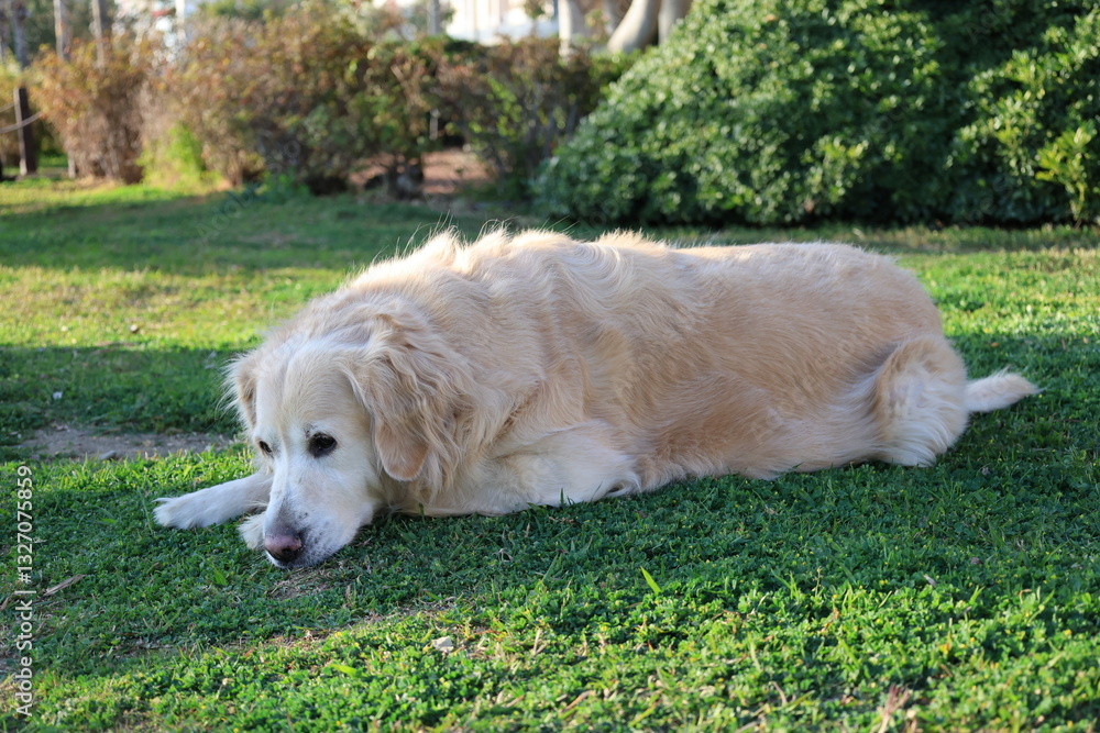 Golden retriever resting. High quality photo Golden retriever resting. High quality photo