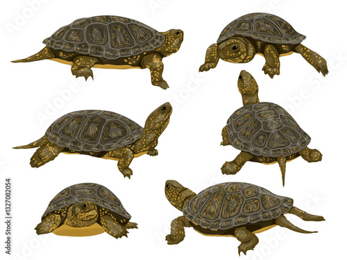 Set of European pond turtle Emys orbicularis. European pond terrapin or European pond tortoise. Realistic vector reptile