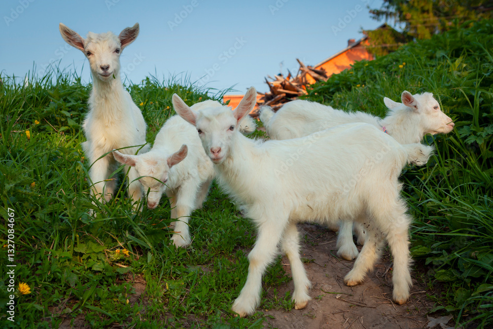 Obraz premium Beautiful little goats strolling through the village. Free grazing of baby goats.