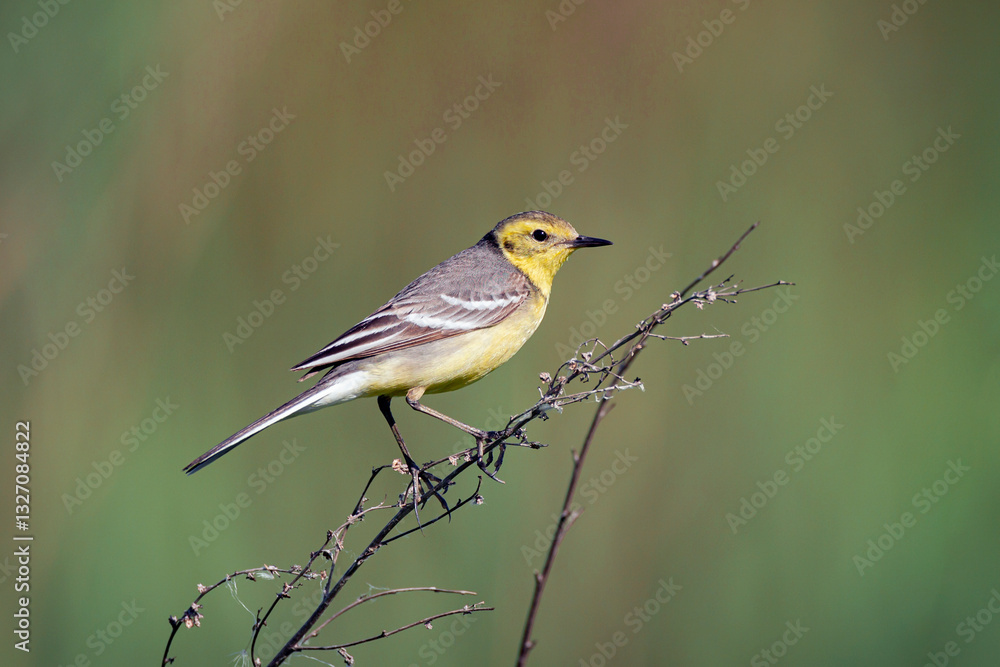 Obraz premium Western yellow wagtail, Motacilla flava. The bird sits on the stem of a dry plant..