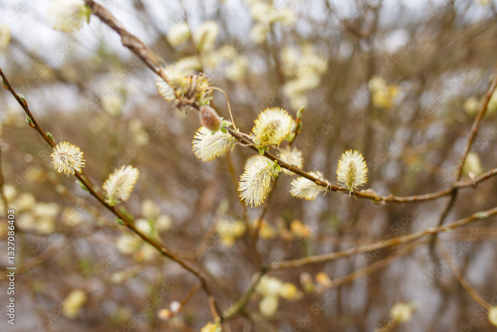Blooming willow branches with soft catkins in early spring. Seasonal nature background. Easter and springtime concept Blooming willow branches with soft catkins in early spring. Seasonal nature background. Easter and springtime concept