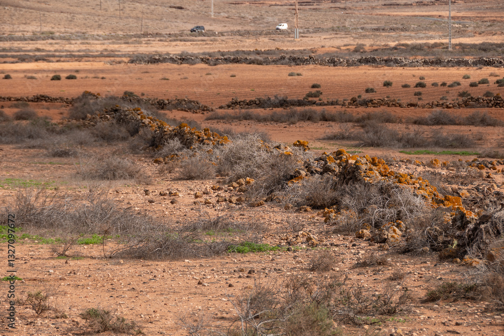 Vista de los campo con gavias para recoger las aguas. La Oliva, Fuerteventura.