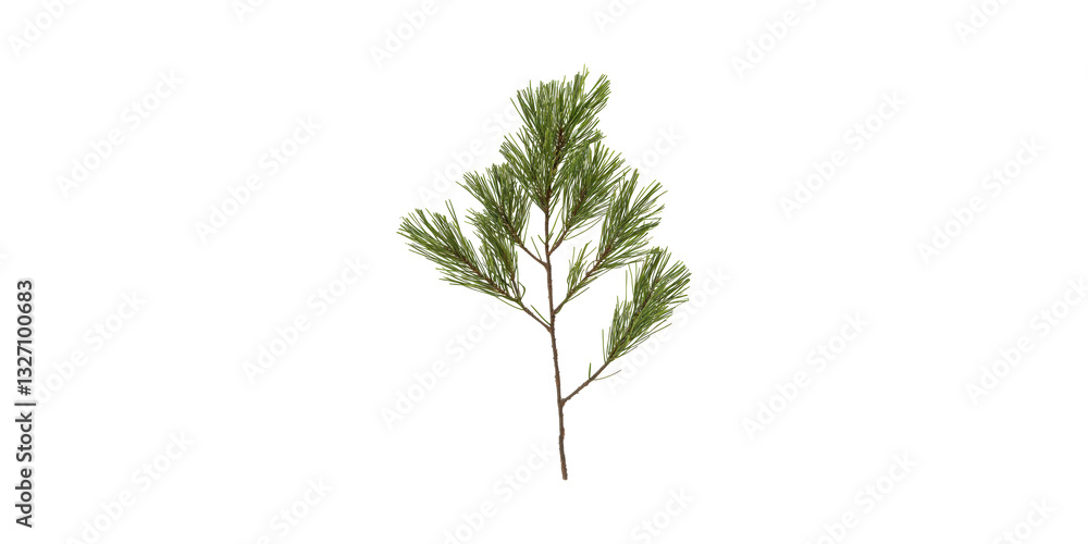 Fototapeta premium Pine Tree Branch With Needles . Nature And Botanical Study Isolated On Transparent Background