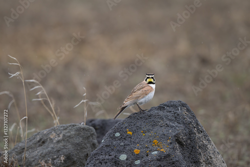 Horned Lark perched