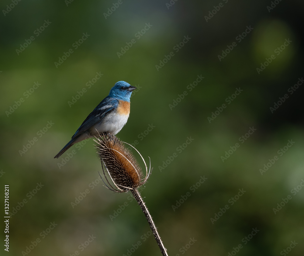 Obraz premium Lazuli Bunting singing