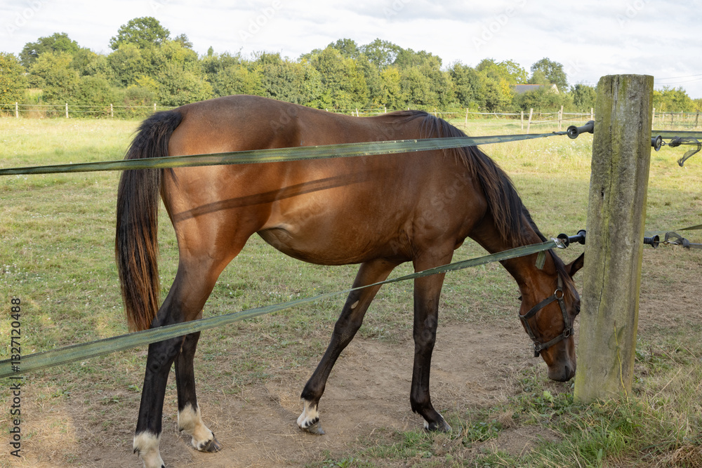 Cheval derrière une clôture électrique	