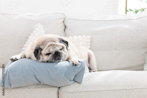 Pug dog resting peacefully on a couch