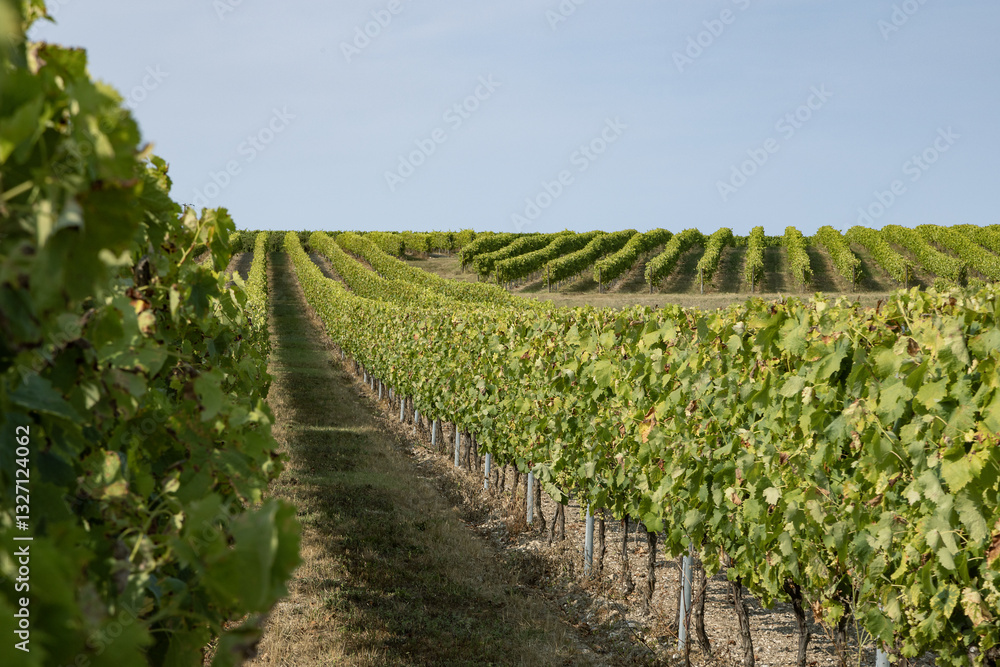 Obraz premium Vignoble charentais à Cognac