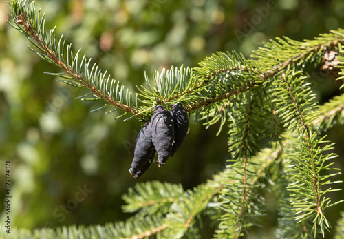 Tableau sur toile Pommes de pin du Picea mariana