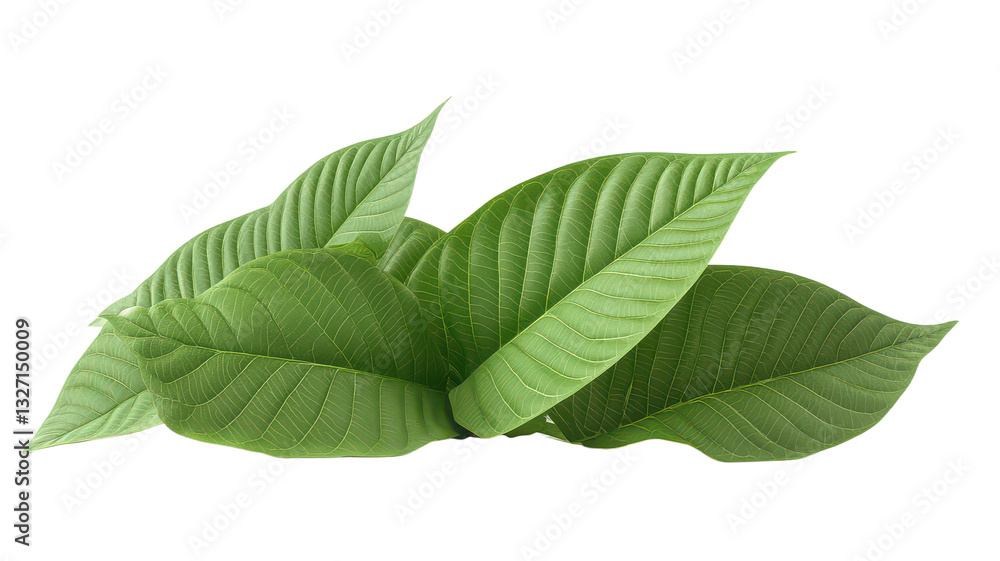 Obraz premium Kratom plant isolated on transparent background, PNG