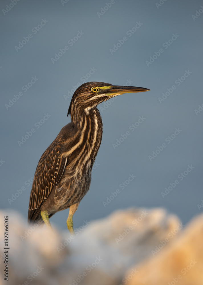Portrait of a Striated Heron at Busaiteen coast of Bahrain