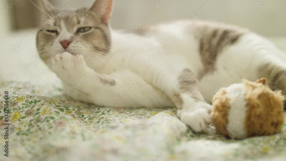 Cat grooming itself while lying on a bed Cat grooming itself while lying on a bed