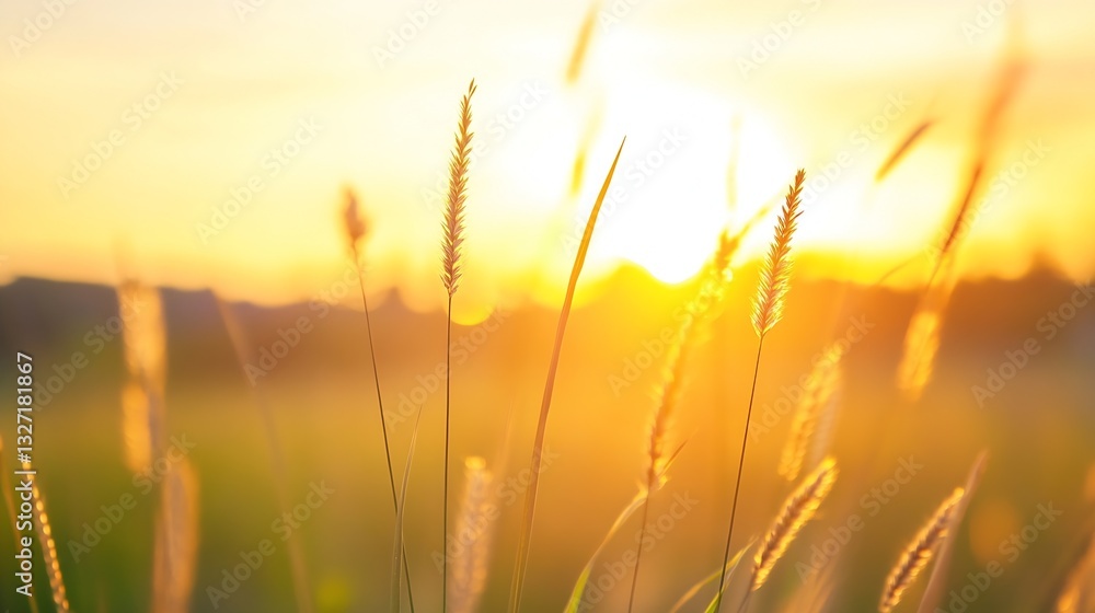 Golden sunlight shines through tall grass softly swaying in the warm evening breeze during sunset : Generative AI