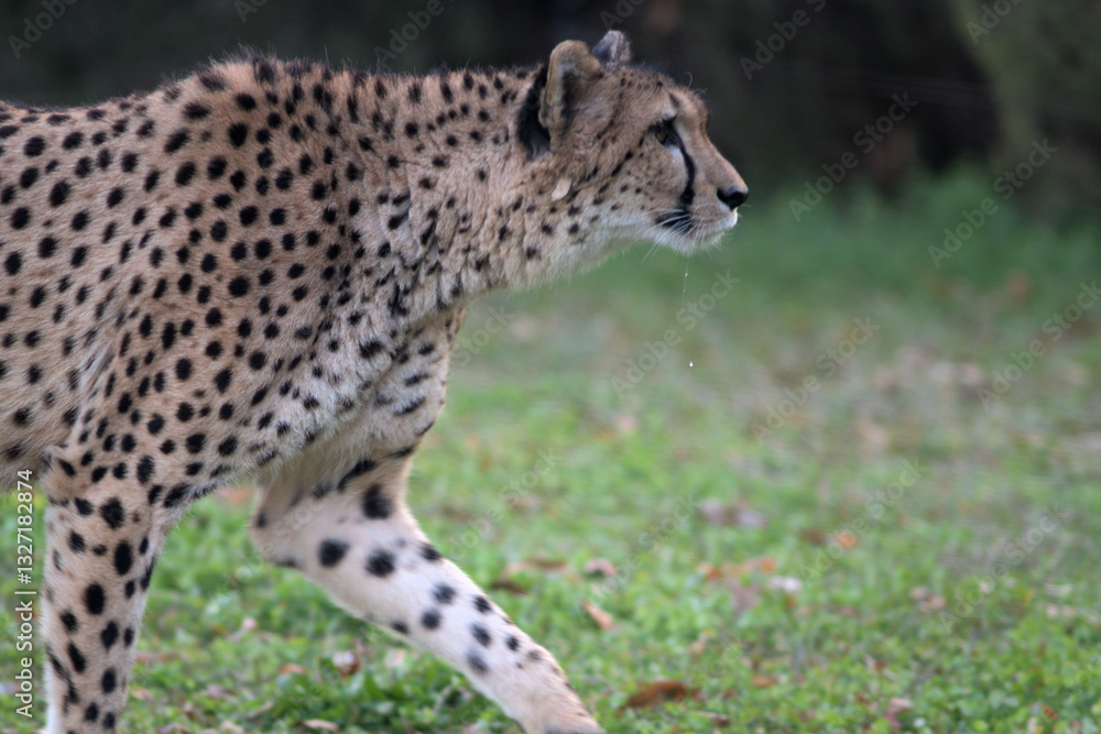 動物園の夕食の準備に気づいたチーターはよだれを我慢することができなかった 動物園の夕食の準備に気づいたチーターはよだれを我慢することができなかった