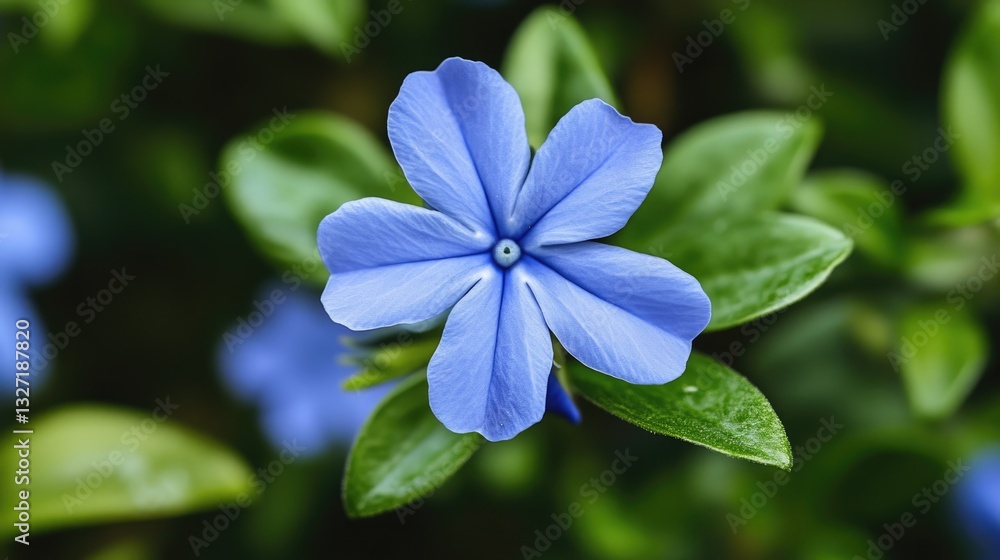 Delicate Periwinkle Bloom: A Macro View of Blue Flower Petals in Spring Nature Delicate Periwinkle Bloom: A Macro View of Blue Flower Petals in Spring Nature